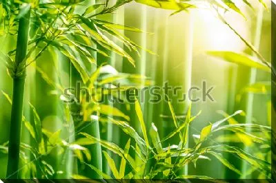 Красивые золотистые лучи утреннего солнца в бамбуковом лесу