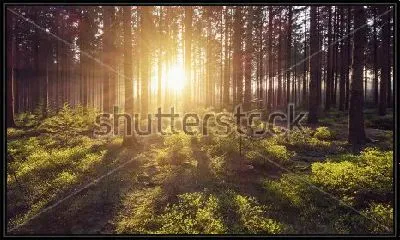 Картина Солнце в летнем лесу