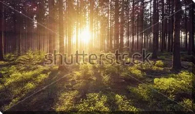 Постер Солнце в летнем лесу