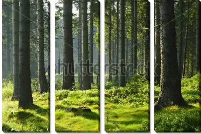 Модульная картина Освещённый солнцем прекрасный еловый лес