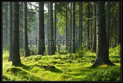 Картина Освещённый солнцем прекрасный еловый лес