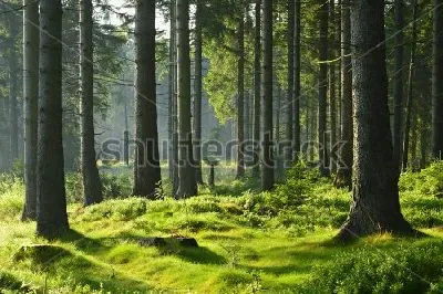 Плакат Освещённый солнцем прекрасный еловый лес