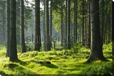 Постер Освещённый солнцем прекрасный еловый лес