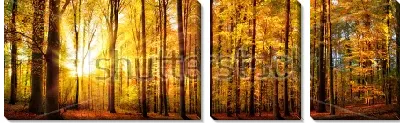 Модульная картина Панорамный пейзаж прекрасного осеннего леса с золотыми лучами солнца