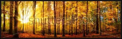 Картина Панорамный пейзаж прекрасного осеннего леса с золотыми лучами солнца