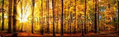 Постер Панорамный пейзаж прекрасного осеннего леса с золотыми лучами солнца