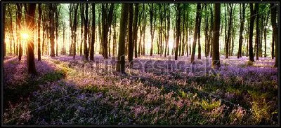 Картина Волшебное утро в весеннем цветущем лесу