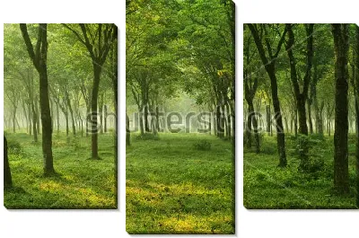 Модульная картина Туманное утро в прекрасном летнем лесу