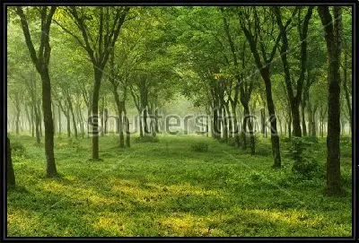 Картина Туманное утро в прекрасном летнем лесу