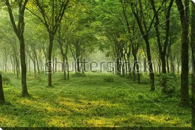 Постер Туманное утро в прекрасном летнем лесу