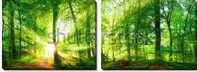 Модульная картина Красивая панорама утреннего букового леса в ярких лучах солнца