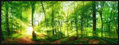 Картина Красивая панорама утреннего букового леса в ярких лучах солнца