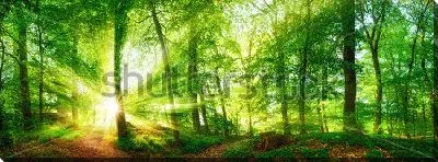 Постер Красивая панорама утреннего букового леса в ярких лучах солнца