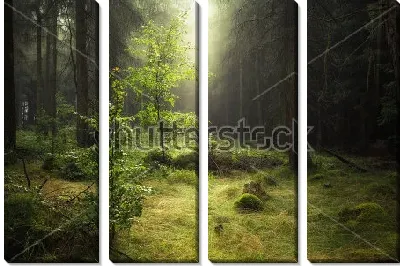 Модульная картина Туман в зачарованном лесу
