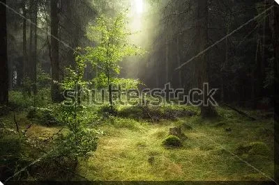 Картина маслом Туман в зачарованном лесу