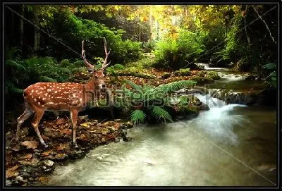 Картина Грациозный пятнистый олень у реки в дремучем лесу