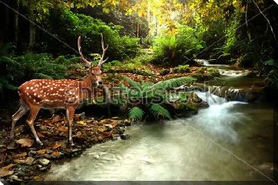 Постер Грациозный пятнистый олень у реки в дремучем лесу