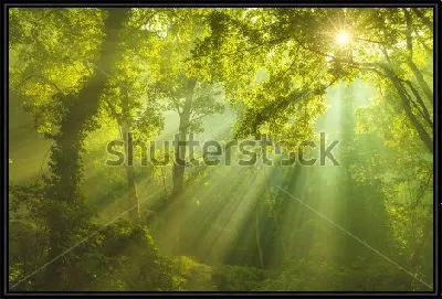 Волшебные лучи солнечного света в таинственном зелёном лесу
