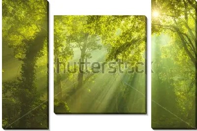 Волшебные лучи солнечного света в таинственном зелёном лесу