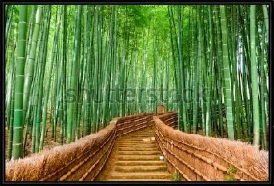 Живописная деревянная тропинка в зелёном бамбуковом лесу (Киото, Япония)