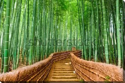 Живописная деревянная тропинка в зелёном бамбуковом лесу (Киото, Япония)