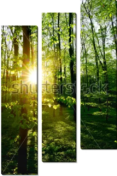 Модульная картина Красивый рассвет в весеннем лесу