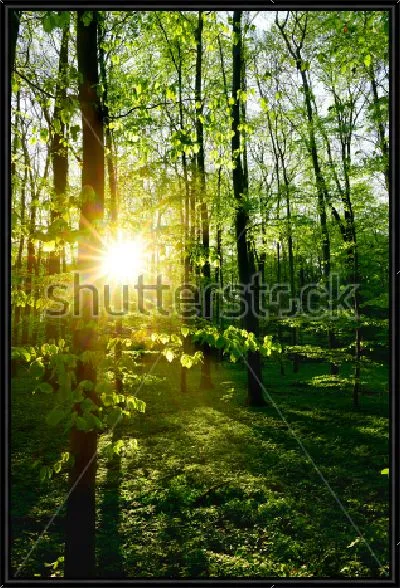 Картина Красивый рассвет в весеннем лесу