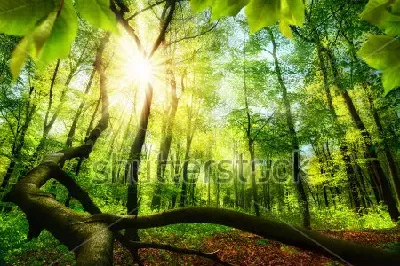 шаблон id 38