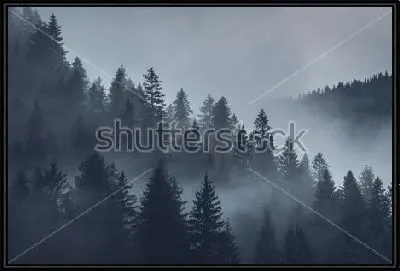 Картина Укутанный низкими облаками хвойный лес