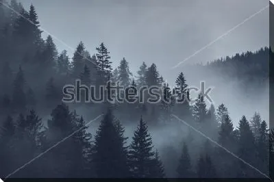 Постер Укутанный низкими облаками хвойный лес