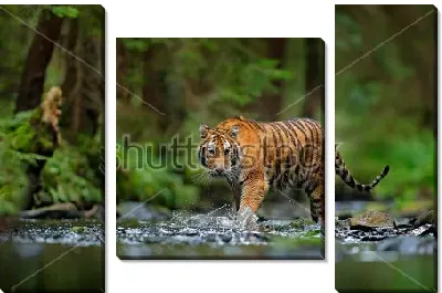 Модульная картина Амурский тигр переходит лесную реку