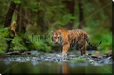 Амурский тигр переходит лесную реку