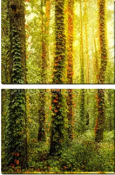 Модульная картина Освещённый утренним солнцем волшебный лес с деревьями, обвитыми диким плющом 