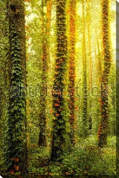 Постер Освещённый утренним солнцем волшебный лес с деревьями, обвитыми диким плющом 