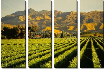 Модульная картина Зелёный пейзаж с видом на виноградники на фоне прекрасных горных долин (Бленхейм, Новая Зеландия)