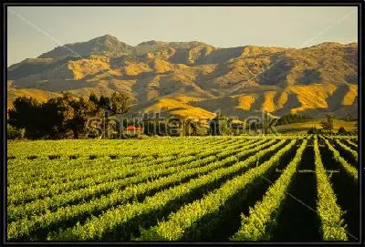 Картина Зелёный пейзаж с видом на виноградники на фоне прекрасных горных долин (Бленхейм, Новая Зеландия)