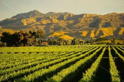 Плакат Зелёный пейзаж с видом на виноградники на фоне прекрасных горных долин (Бленхейм, Новая Зеландия)