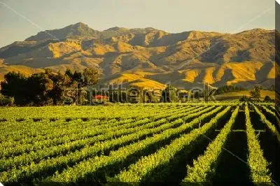 Постер Зелёный пейзаж с видом на виноградники на фоне прекрасных горных долин (Бленхейм, Новая Зеландия)