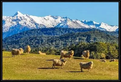 Картина Пейзаж с овцами на зелёном лугу на фоне снежных вершин и красивого леса (Новая Зеландия)