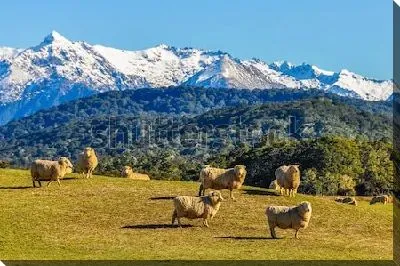 Постер Пейзаж с овцами на зелёном лугу на фоне снежных вершин и красивого леса (Новая Зеландия)