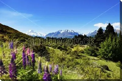 Картина маслом Прекрасный пейзаж с цветущими люпинами и хвойными деревьями на фоне снежных вершин в Национальном парке Маунт-Кук на Южном острове Новой Зеландии 