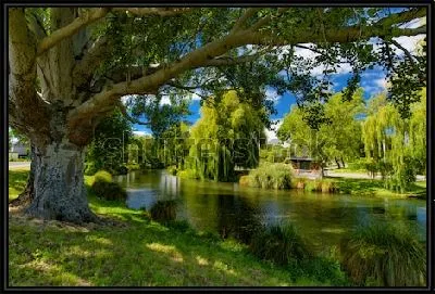 Живописнейшие ивы на берегу реки Эйвон в Крайстчерче (Новая Зеландия)