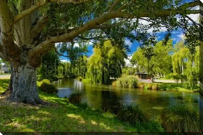 Живописнейшие ивы на берегу реки Эйвон в Крайстчерче (Новая Зеландия)