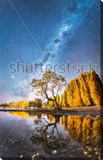 Постер Млечный Путь над деревом озера Ванака (Новая Зеландия)