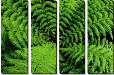 Модульная картина Красивые перистые листья папоротника