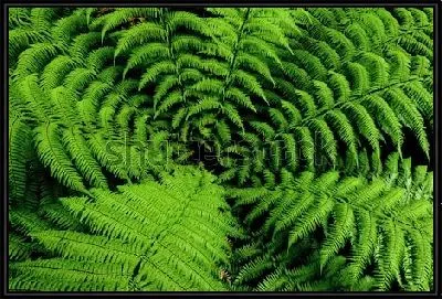 Картина Красивые перистые листья папоротника