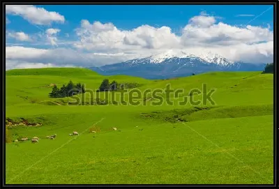 картина