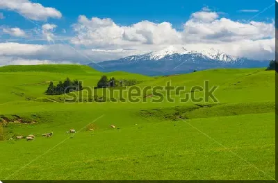 картина