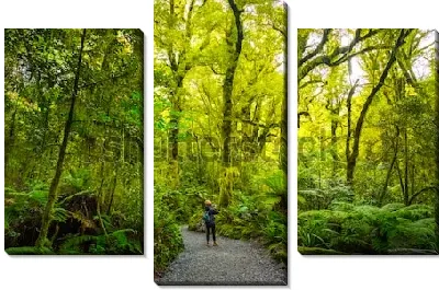 Модульная картина Путешественник в густом лесу с высокими древовидными папоротниками в Национальном парке Милфорд-Саунд (Новая Зеландия)