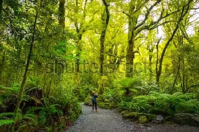 Плакат Путешественник в густом лесу с высокими древовидными папоротниками в Национальном парке Милфорд-Саунд (Новая Зеландия)